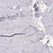 BarH Like Homeobox 1 antibody, HPA004809, Atlas Antibodies, Immunohistochemistry paraffin image 