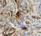 Integrin Subunit Alpha 1 antibody, AF5676, R&D Systems, Immunohistochemistry paraffin image 