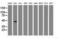 Chromobox 8 antibody, LS-C175331, Lifespan Biosciences, Western Blot image 