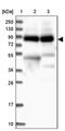 Protein fat-free homolog antibody, PA5-58869, Invitrogen Antibodies, Western Blot image 