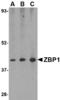 ZBP1 antibody, AHP1780T, Bio-Rad (formerly AbD Serotec) , Enzyme Linked Immunosorbent Assay image 