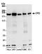 Carboxypeptidase D antibody, A305-514A, Bethyl Labs, Western Blot image 