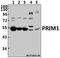 DNA Primase Subunit 1 antibody, A09694-2, Boster Biological Technology, Western Blot image 