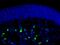 Follistatin antibody, 10474-1-AP, Proteintech Group, Immunofluorescence image 