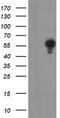 Non-POU Domain Containing Octamer Binding antibody, TA504830AM, Origene, Western Blot image 