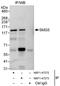 SMG5 Nonsense Mediated MRNA Decay Factor antibody, NBP1-47272, Novus Biologicals, Immunoprecipitation image 