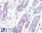 Hydroxysteroid 17-Beta Dehydrogenase 10 antibody, LS-B9190, Lifespan Biosciences, Immunohistochemistry frozen image 
