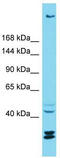 Retroelement Silencing Factor 1 antibody, TA330670, Origene, Western Blot image 