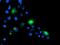 Protein Tyrosine Phosphatase Non-Receptor Type 1 antibody, MA5-25616, Invitrogen Antibodies, Immunocytochemistry image 