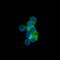 ISL LIM Homeobox 1 antibody, NBP1-47439, Novus Biologicals, Immunofluorescence image 