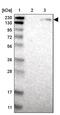Nuclear Factor Related To KappaB Binding Protein antibody, PA5-52384, Invitrogen Antibodies, Western Blot image 