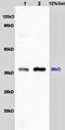COP9 Signalosome Subunit 5 antibody, orb10393, Biorbyt, Western Blot image 