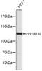 Protein Phosphatase 1 Regulatory Subunit 13 Like antibody, 19-380, ProSci, Western Blot image 