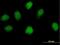 ERI1 Exoribonuclease Family Member 2 antibody, H00112479-B01P, Novus Biologicals, Immunofluorescence image 