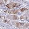 Zinc finger protein DZIP1 antibody, HPA054891, Atlas Antibodies, Immunohistochemistry frozen image 