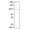 HDJ1 antibody, SPC-184D-A594, StressMarq, Western Blot image 