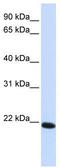 Claudin 19 antibody, TA334198, Origene, Western Blot image 