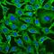 GAPDH antibody, M00227-3, Boster Biological Technology, Immunofluorescence image 
