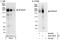SR-Related CTD Associated Factor 11 antibody, A301-007A, Bethyl Labs, Western Blot image 