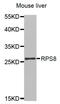 Ribosomal Protein S8 antibody, abx002372, Abbexa, Western Blot image 