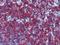 Lca antibody, SM1797PS, Origene, Immunohistochemistry frozen image 