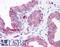 Nudix Hydrolase 1 antibody, LS-C140791, Lifespan Biosciences, Immunohistochemistry frozen image 