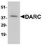 Atypical Chemokine Receptor 1 (Duffy Blood Group) antibody, NBP1-77278, Novus Biologicals, Western Blot image 
