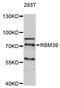 RNA Binding Motif Protein 39 antibody, STJ27746, St John