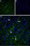 Transient Receptor Potential Cation Channel Subfamily C Member 5 antibody, PA5-77310, Invitrogen Antibodies, Immunohistochemistry frozen image 