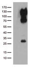 CD34 antibody, TA808864S, Origene, Western Blot image 