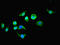 Reticulon 4 Receptor Like 1 antibody, LS-C398898, Lifespan Biosciences, Immunofluorescence image 