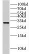Holocytochrome C Synthase antibody, FNab03781, FineTest, Western Blot image 