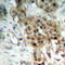 Mitogen-Activated Protein Kinase Kinase 4 antibody, LS-C368411, Lifespan Biosciences, Immunohistochemistry frozen image 
