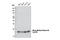 Histone H3 antibody, 12522S, Cell Signaling Technology, Western Blot image 