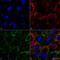 Heat Shock Protein Family A (Hsp70) Member 1A antibody, SMC-249D-A700, StressMarq, Immunofluorescence image 