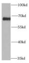 Proline Dehydrogenase 1 antibody, FNab06796, FineTest, Western Blot image 