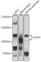 CD34 antibody, 22-932, ProSci, Western Blot image 