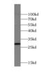 Cytosolic Iron-Sulfur Assembly Component 3 antibody, FNab05553, FineTest, Western Blot image 