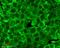 HSP90 antibody, LS-B7447, Lifespan Biosciences, Immunofluorescence image 