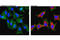 Ribosomal Protein S6 antibody, 9865S, Cell Signaling Technology, Immunofluorescence image 