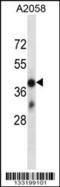 Olfactory Receptor Family 4 Subfamily D Member 6 antibody, 56-964, ProSci, Western Blot image 