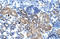 Zinc Finger C2HC-Type Containing 1A antibody, orb324429, Biorbyt, Immunohistochemistry paraffin image 