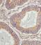 Endoplasmic Reticulum-Golgi Intermediate Compartment 1 antibody, FNab02839, FineTest, Immunohistochemistry frozen image 