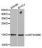 Histone Cluster 2 H2B Family Member E antibody, LS-C331788, Lifespan Biosciences, Western Blot image 