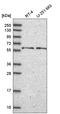 Negative elongation factor C/D antibody, HPA050641, Atlas Antibodies, Western Blot image 