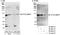 Deltex E3 Ubiquitin Ligase 3L antibody, A300-834A, Bethyl Labs, Western Blot image 