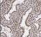 Tropomyosin 4 antibody, FNab08892, FineTest, Immunohistochemistry frozen image 