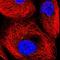 TruB Pseudouridine Synthase Family Member 1 antibody, HPA057552, Atlas Antibodies, Immunocytochemistry image 