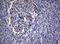 Pw1 antibody, NBP2-46379, Novus Biologicals, Immunohistochemistry frozen image 