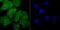 Drosha Ribonuclease III antibody, A00111-2, Boster Biological Technology, Immunocytochemistry image 